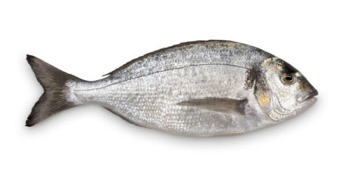 close-up of fresh sea bream against white background - food stock pictures, royalty-free photos & images