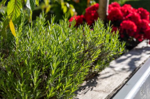 close-up of garden rosemary with red flowers in background - garden decoration stock pictures, royalty-free photos & images