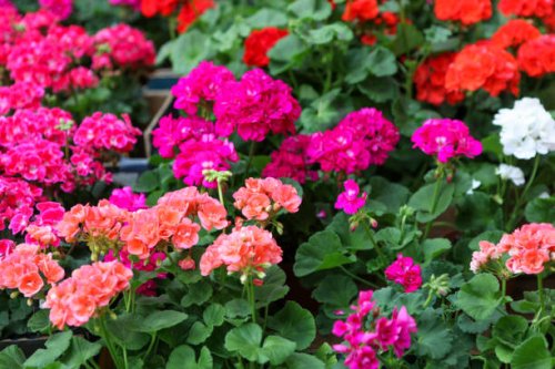 close-up of geranium pelargonium flowers - garden decoration stockfoto's en -beelden