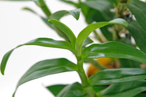 close-up of houseplants - garden decoration stock pictures, royalty-free photos & images
