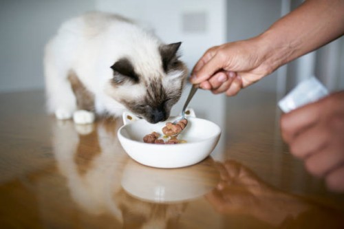 close-up of human hand feeding cat at home - food stock pictures, royalty-free photos & images