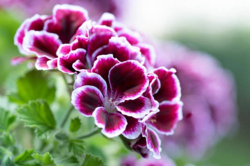 close-up of pelargonium grandiflorum regal geranium - garden decoration stock pictures, royalty-free photos & images