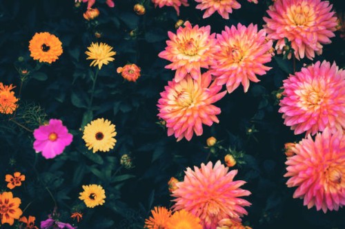 close-up of pink dahlia flower - garden decoration stock pictures, royalty-free photos & images