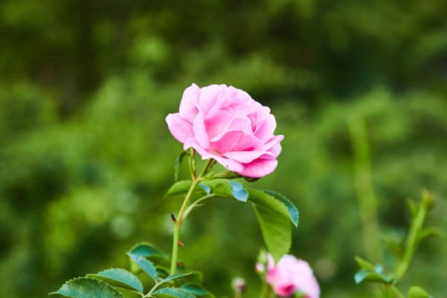 close-up of pink garden roses - garden decoration stock pictures, royalty-free photos & images