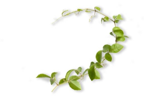 close-up of plant against white background - garden decoration stock pictures, royalty-free photos & images