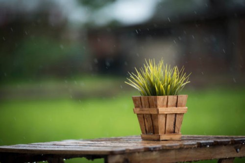 close-up of potted plant on table - garden decoration stock pictures, royalty-free photos & images
