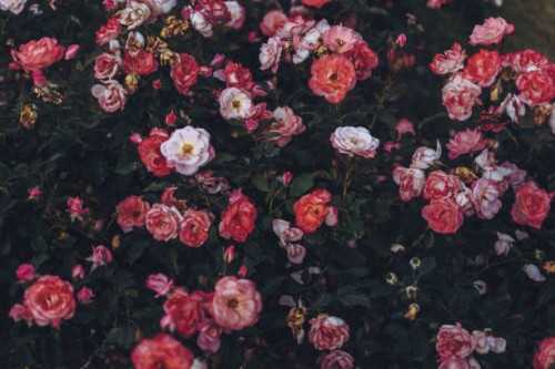 close-up of roses blooming outdoor - garden decoration stock pictures, royalty-free photos & images