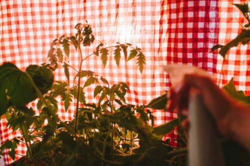 close-up of the hand of young woman waters balcony plants with the spray on the plaid background - garden decoration stock pictures, royalty-free photos & images