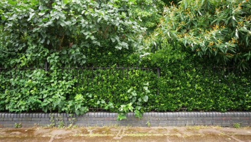 close-up of the hedge and railing of a public park in london, england, united kingdom. dirty sidewalk with weeds. sunlight. natural colors. - garden decoration stock pictures, royalty-free photos & images