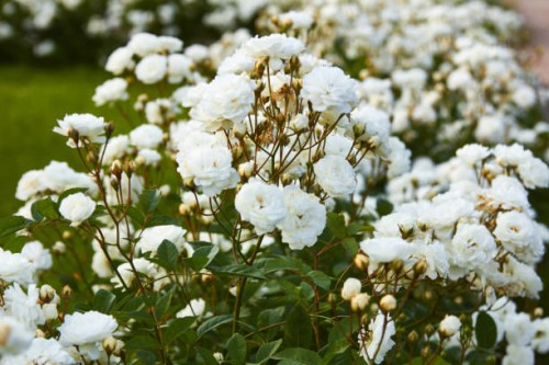 close-up of white garden roses - garden decoration stock pictures, royalty-free photos & images