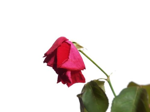 close-up of wilted rose hanging over white background - garden decoration stock pictures, royalty-free photos & images