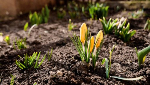 close-up of yellow crocus blooming on field - garden decoration stock pictures, royalty-free photos & images