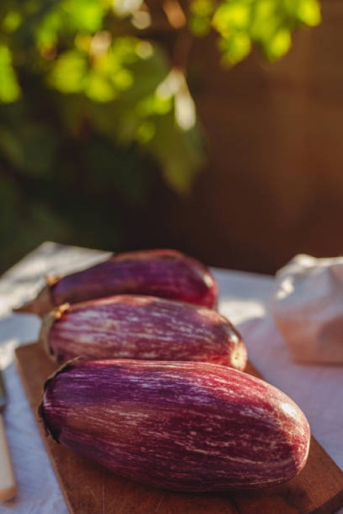 close-up of zebra or graffiti eggplant - with purple and white stripes - garden decoration photos et images de collection