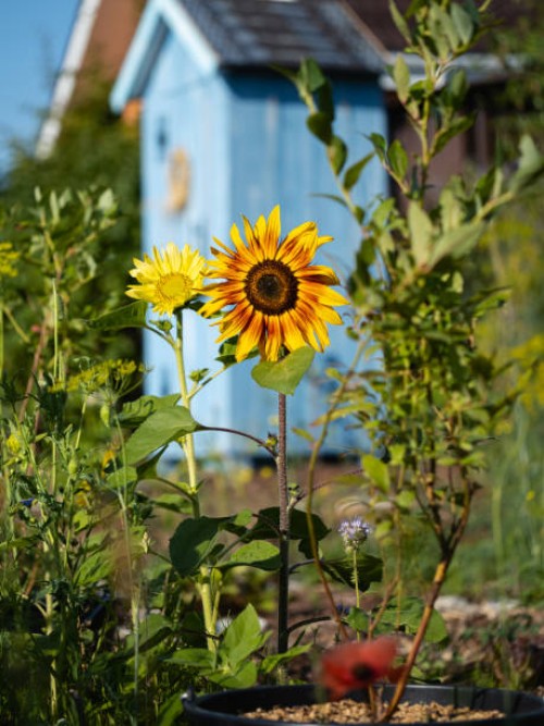close-up ornamental sunflower against blue shed in cottage garden - garden decoration stock pictures, royalty-free photos & images