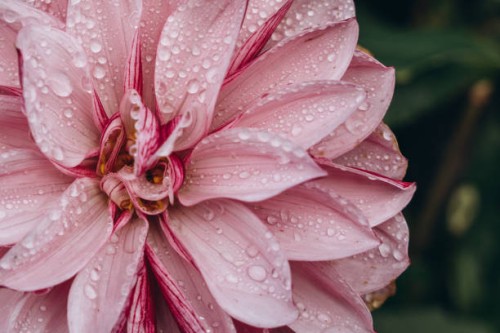 close-up pink dahlia is with raindrops - garden decoration stock pictures, royalty-free photos & images