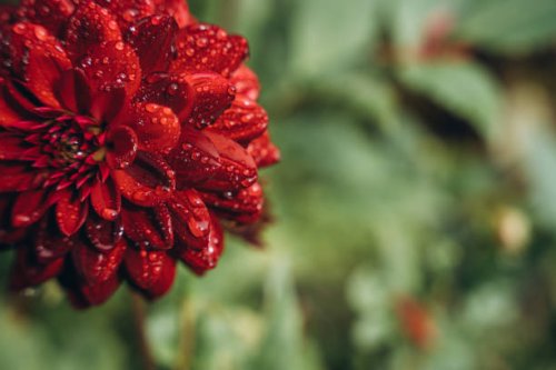 close-up red dahlia is with raindrops - garden decoration stock pictures, royalty-free photos & images