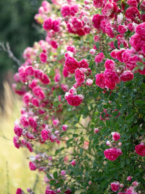 close-up shrub of rambling rose with pink flowers, provence rose - garden decoration stock pictures, royalty-free photos & images
