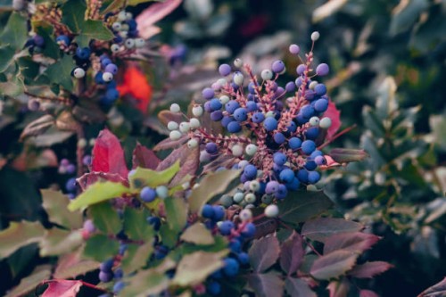 close-up view of colorful berries growing in a lush garden, showcasing nature's beauty. - garden decoration stock pictures, royalty-free photos & images