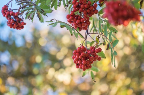 close-up view of rowan berries hanging on tree - garden decoration stock pictures, royalty-free photos & images