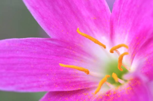 close-up view of the punk zephyranthes minuta flowers and yellow pollen - garden decoration stock pictures, royalty-free photos & images
