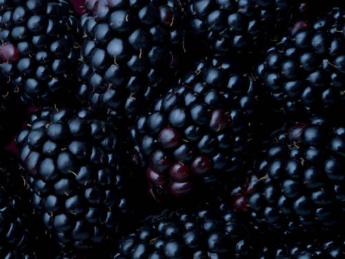close up blackberries - food stock pictures, royalty-free photos & images
