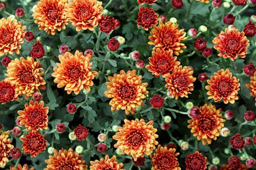 close up of beautiful chrysanthemum flowers for backgrounds - garden decoration stock pictures, royalty-free photos & images
