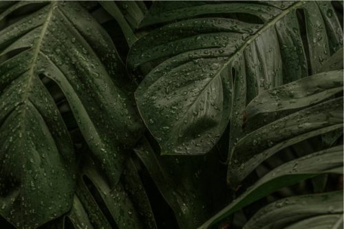 close up of beautiful monstera also known as a swiss-cheese plant under rain. - garden decoration stock pictures, royalty-free photos & images