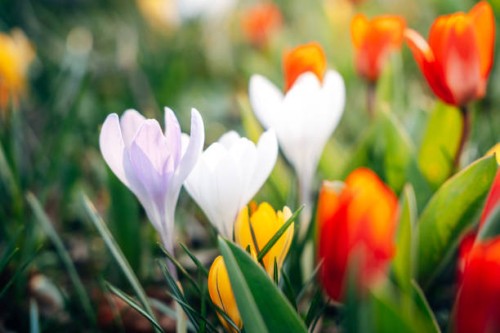 close up of colorful flowers in springtime - garden decoration stock pictures, royalty-free photos & images