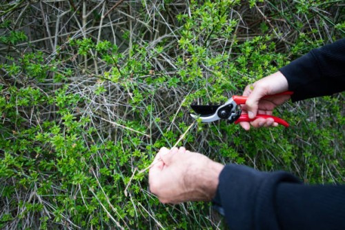 close up of gardener pruning a plant, cutting a flower with a a pair of secateurs - garden decoration stock pictures, royalty-free photos & images