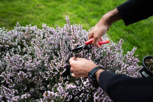 close up of gardener pruning a plant, cutting the flowers of erica with pruning clippers - garden decoration stock pictures, royalty-free photos & images