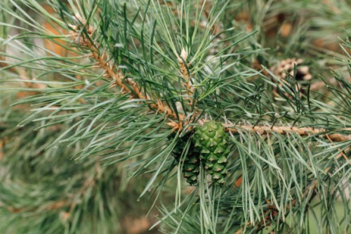 close up of green and small spruce cones hanging on branch of pine evergreen tree, surrounded by stiff and sharp-pointed needles. - garden decoration stock pictures, royalty-free photos & images