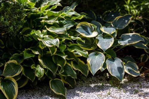 close up of hosta giboshi leaf sprouts - garden decoration stock pictures, royalty-free photos & images