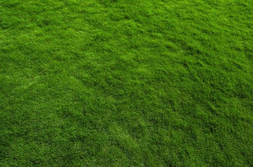 close up of immaculate grass lawn - garden decoration stock pictures, royalty-free photos & images