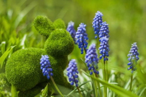 close up of muscaria flowers and easter bunny on green spring background. blue wild hyacinths - garden decoration stock pictures, royalty-free photos & images