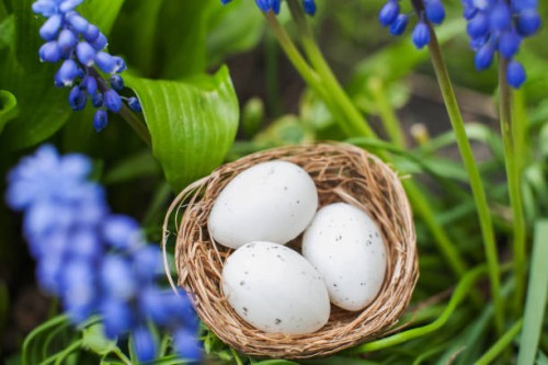 close up of muscaria flowers and nest with easter eggs on green spring background. blue wild hyacinths - garden decoration stock pictures, royalty-free photos & images