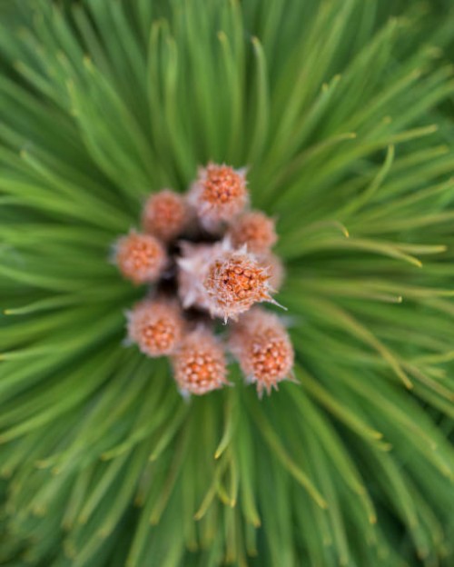 close up of pine tree branch with young cones - garden decoration stock pictures, royalty-free photos & images