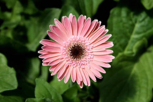 close up of pink gerbera daisy - garden decoration stockfoto's en -beelden