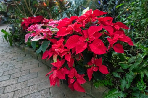 close up of poinsettias blooming along a brick path with other plants - garden decoration stock pictures, royalty-free photos & images