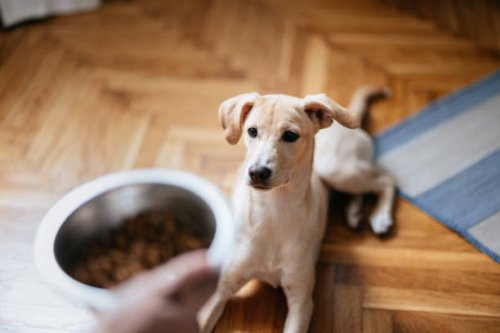 close up photo of woman hands holding bowl of granules for her dog - food stock pictures, royalty-free photos & images