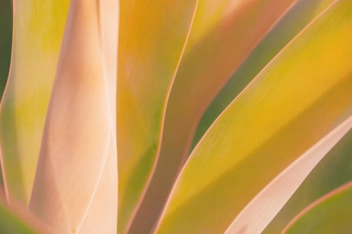 close up shot at an agave plant leaves. abstract background. - garden decoration stock pictures, royalty-free photos & images