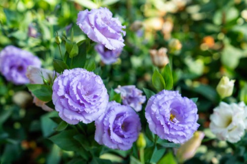 close up shot of the purple lisianthus flower in the garden. - garden decoration stock pictures, royalty-free photos & images