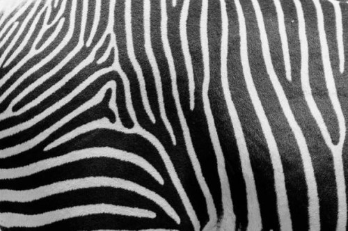 close up shot of zebra pattern - fashion stock pictures, royalty-free photos & images