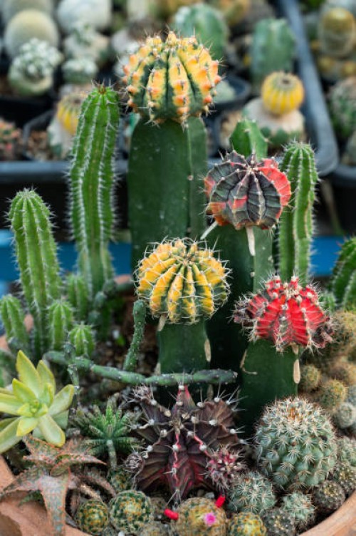 close up top view cactus in house plants. cactus farm. - garden decoration stockfoto's en -beelden