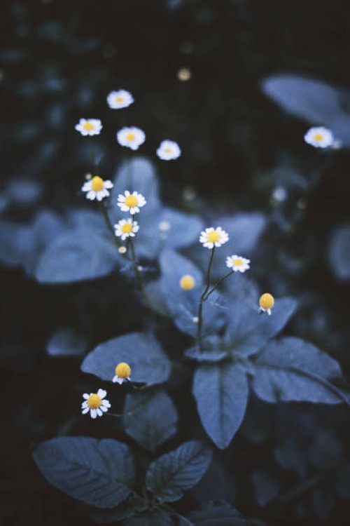 closeup on white chamomile flower on black background. - garden decoration stock pictures, royalty-free photos & images