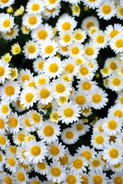 closeup on white chamomile flowers - garden decoration stock pictures, royalty-free photos & images