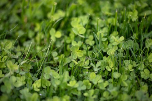 clover as lawns - garden decoration stock pictures, royalty-free photos & images