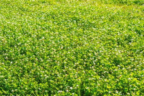 clover flowers carpet - garden decoration stock pictures, royalty-free photos & images
