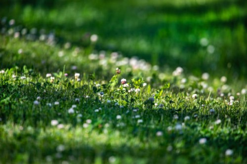 clovers in shade and sun - garden decoration stock pictures, royalty-free photos & images