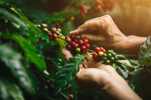 [coffee berries] close-up arabica coffee berries with agriculturist hands - coffee stockfoto's en -beelden