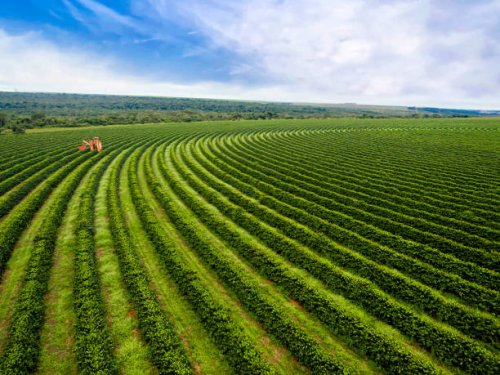 coffee harvesting - coffee stockfoto's en -beelden